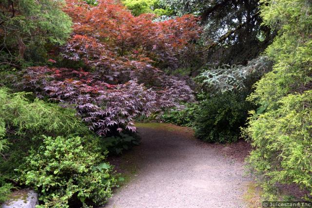 Japanese Maple and Pine Tree Lined Pathway