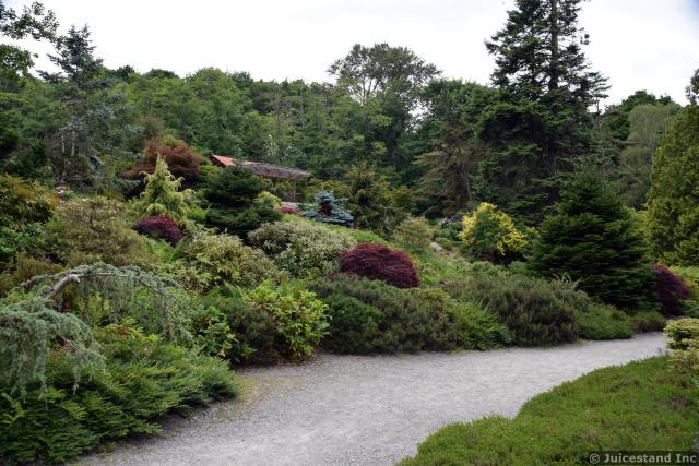 Japanese Maple Trees on Sloped Hill at Kubota Garden