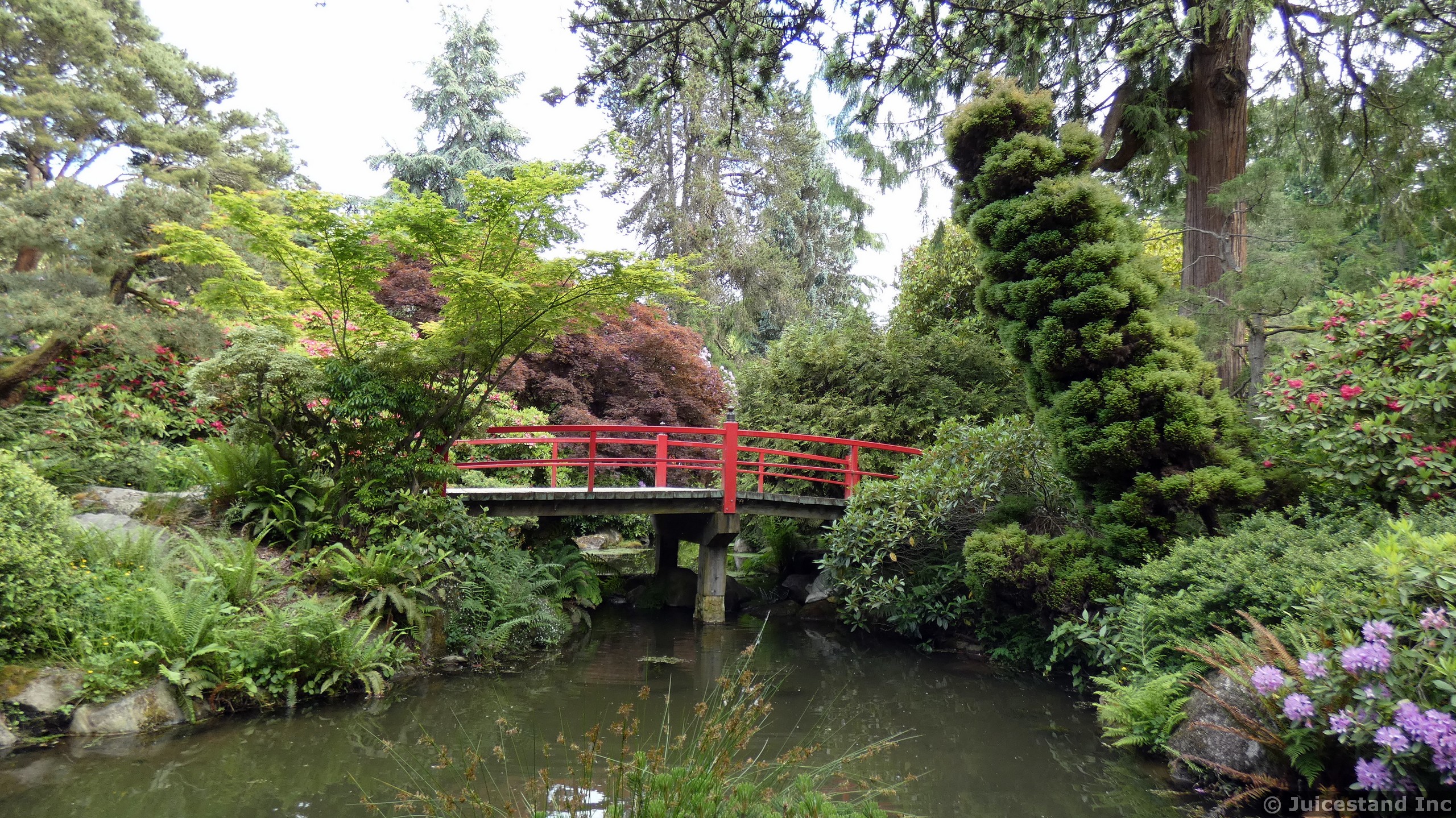 Japanese Red Curved Bridge at Kubota Garden