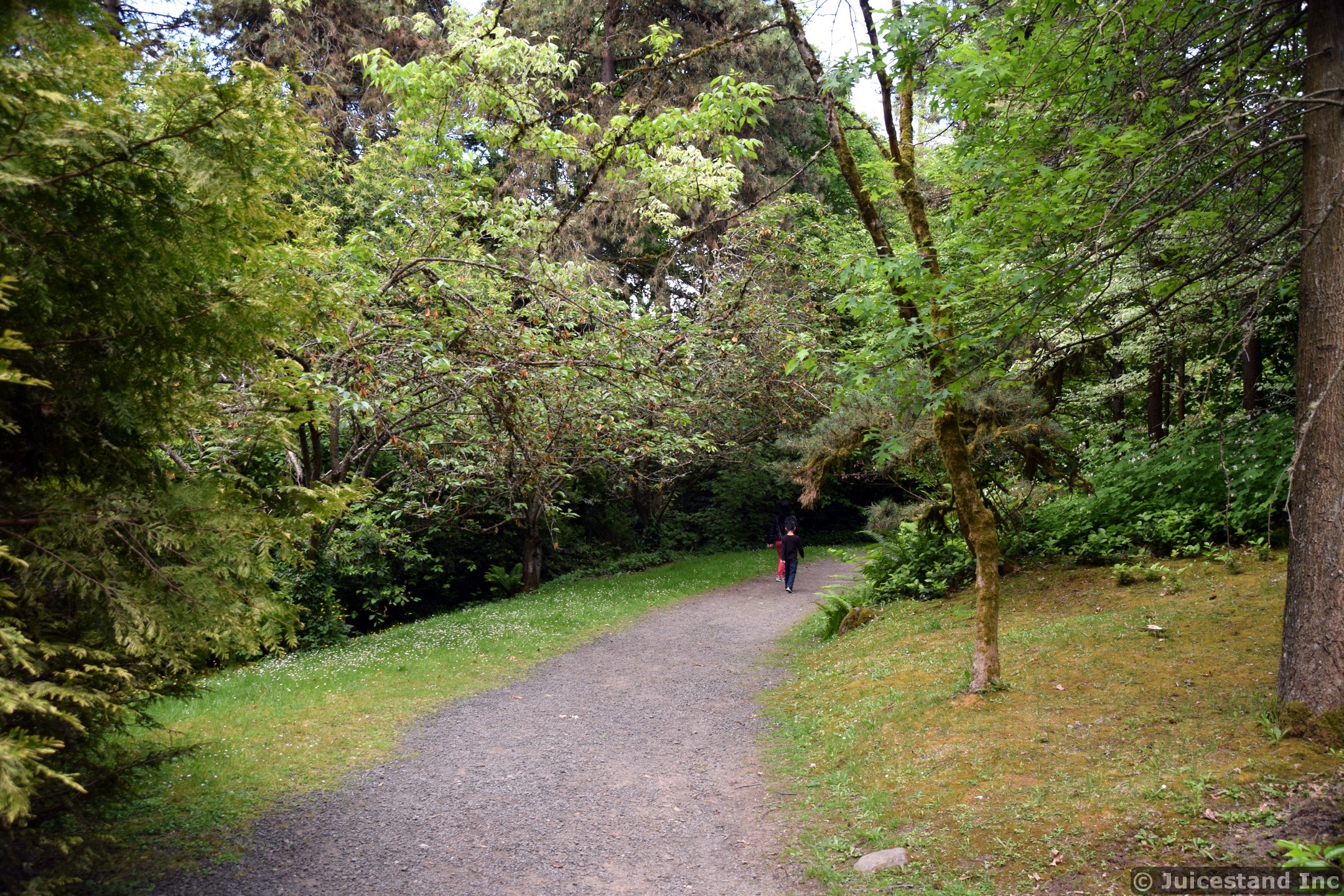 Kids Walk on a Tree-Lined Path at Kubota Garden