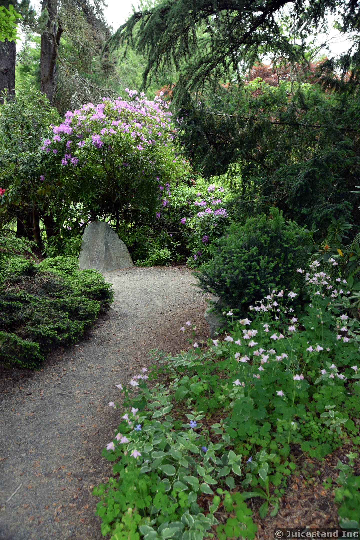 Kubota Garden Path Lined with Greenery Ends with Boulder