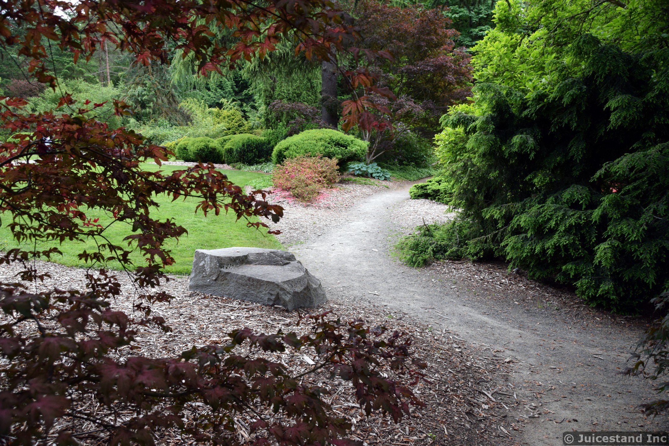 Kubota Garden Walkway Lined with Maple Tree & Pines