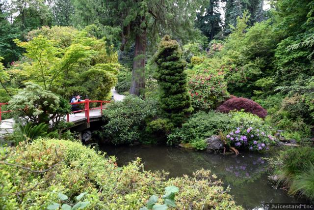 Photographer Takes a Photo on a Red Curved Japanese Bridge