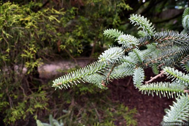 Pine Tree Leaves Close-Up at Kubota Garden
