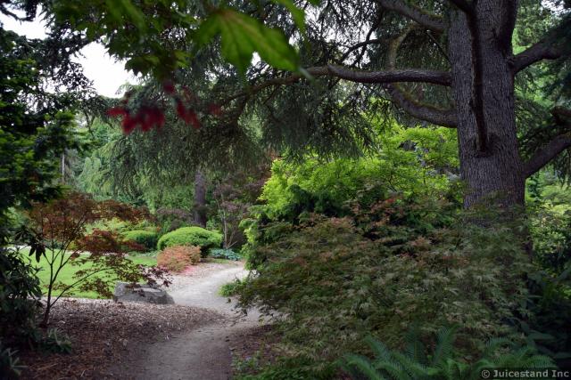 Pine Trees and Japanese Maples at Kubota Garden