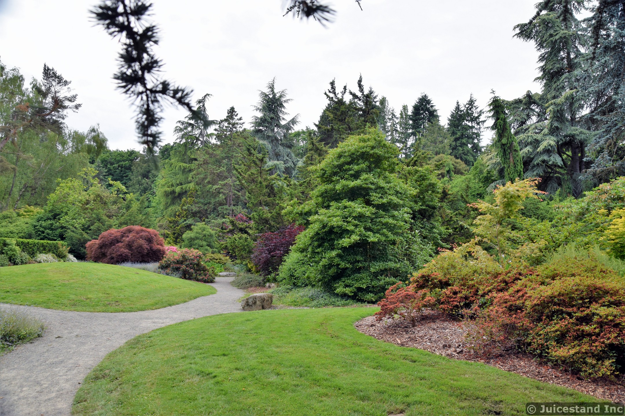 Pine Trees Surround Grass-lined Pathway at Kubota Garden