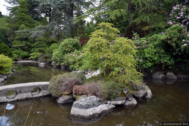 Pine Trees Surround Stone Island Pond