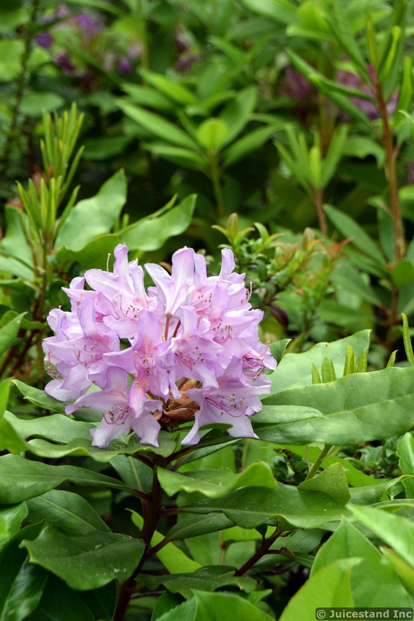 Pink Alstroemeriaceae Flowers at Kubota Garden