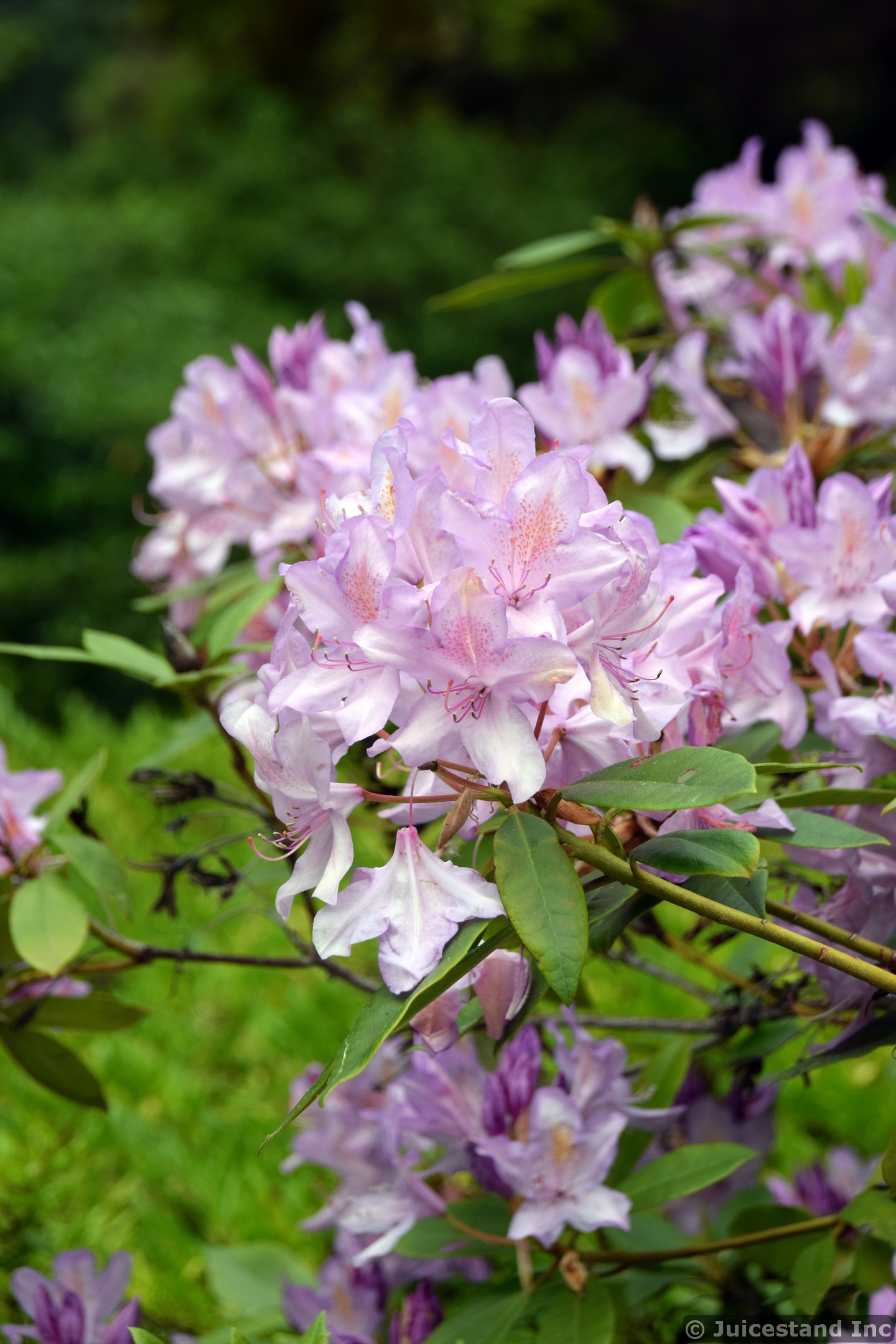 Pink Azalea Rhododendron Catawbiense at Kubota Garden
