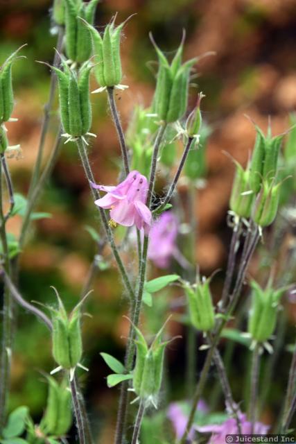 Pink Bellflower Close-Up at Kubota Garden