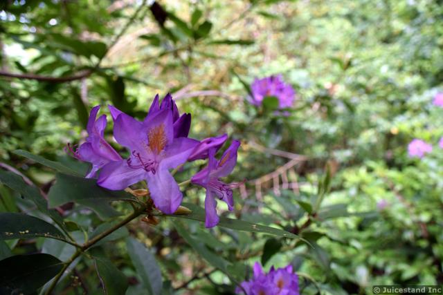 Pink Gentians Flowers at Kubota Garden