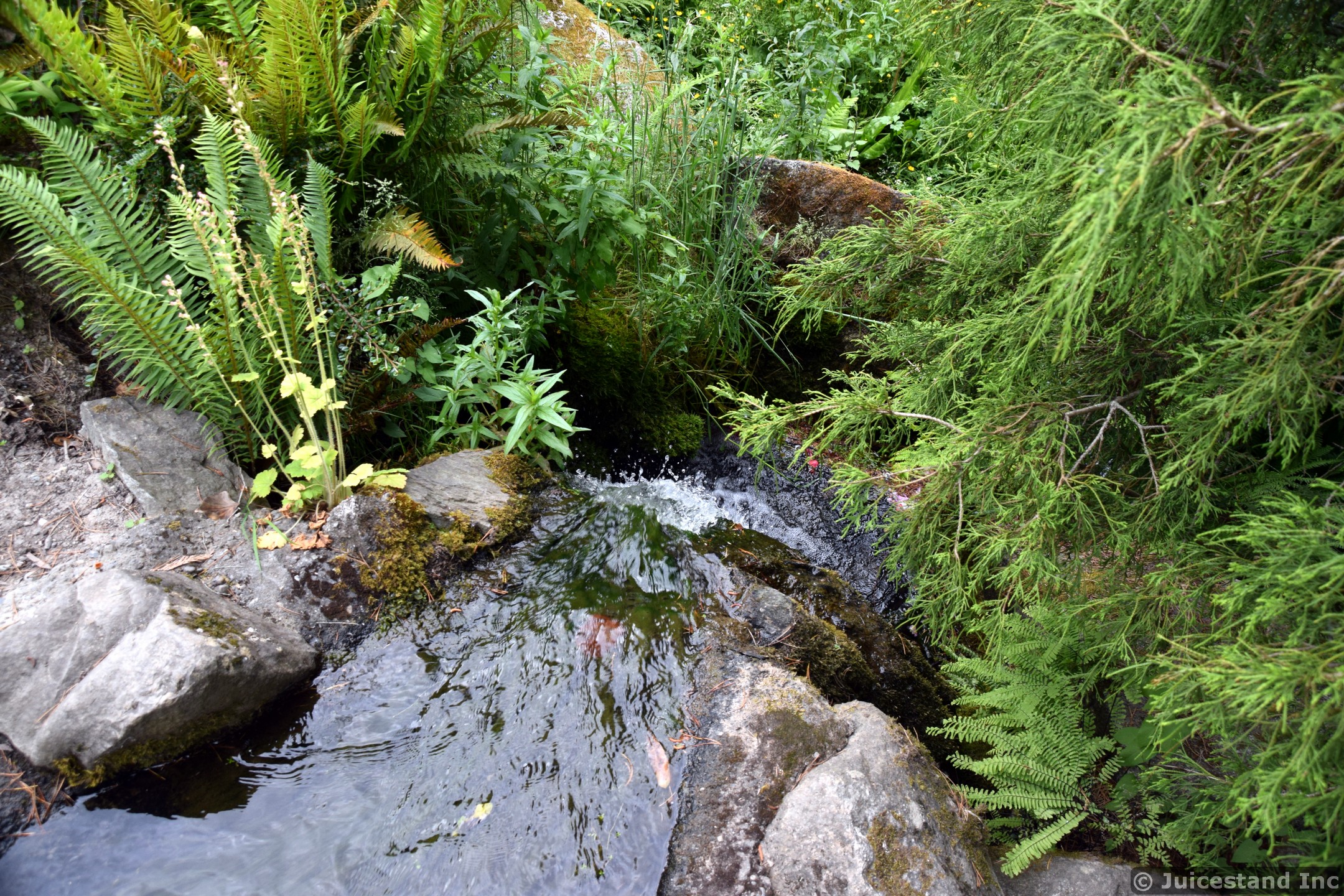 Small Rushing Water Stream at Kubota Garden