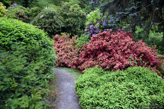 Striking Red Leaf Foliage Intermixed with Green Shrubs at Kubota Garden