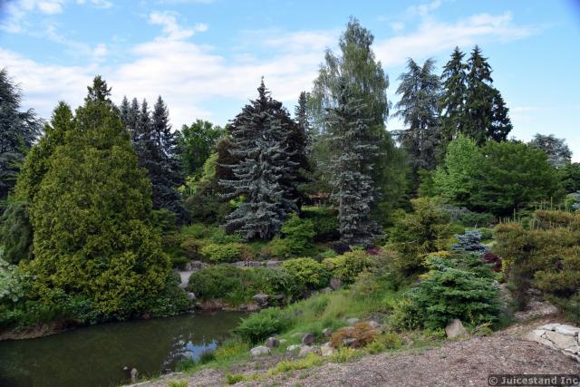 Tall Pine Trees next to Pond at Kubota Garden