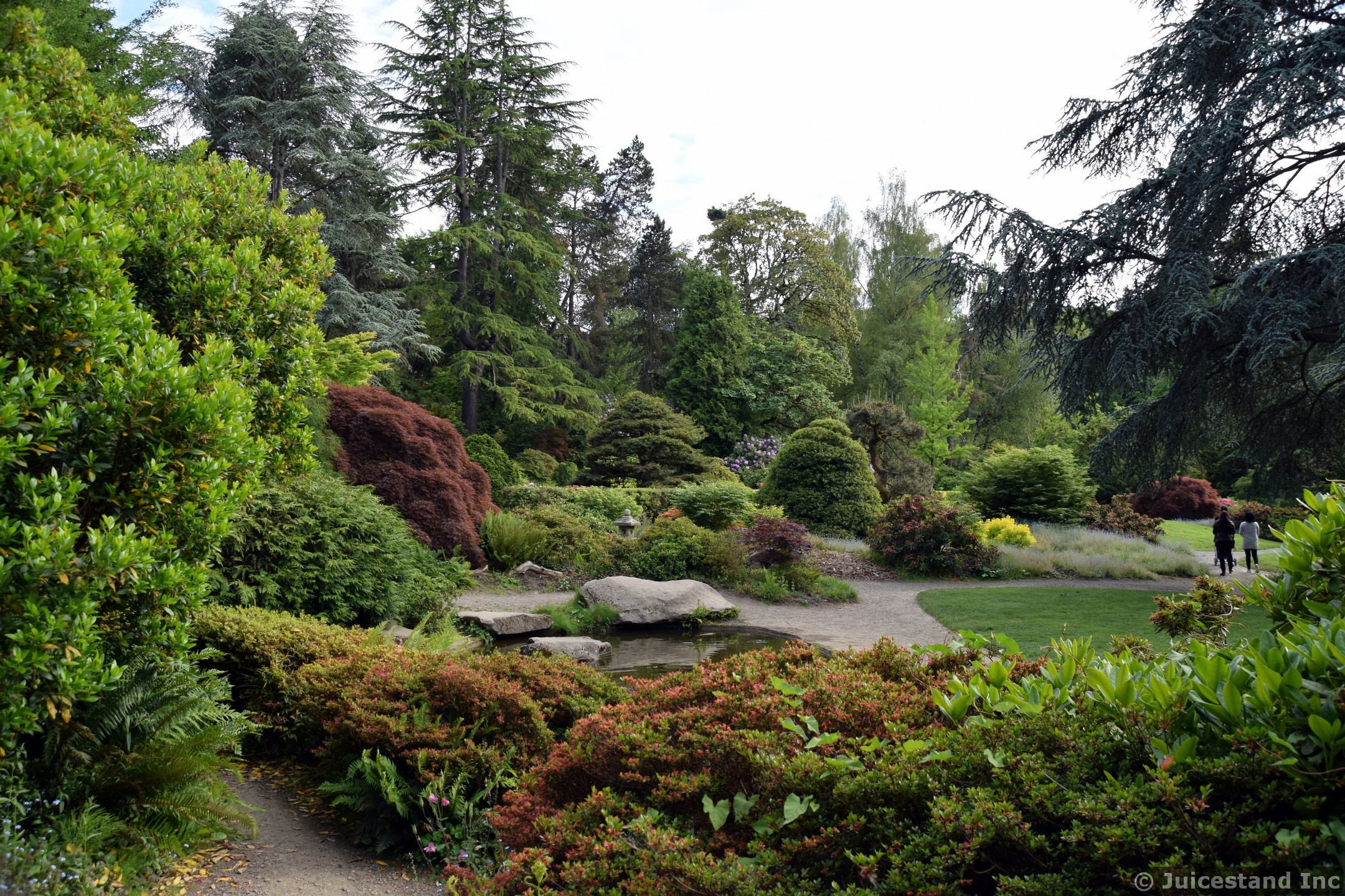 The Beauty of Trees at Kubota Garden
