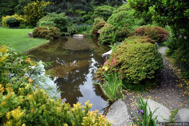 Tranquil Pond with Yellow Lily Flower at Kubota Garden