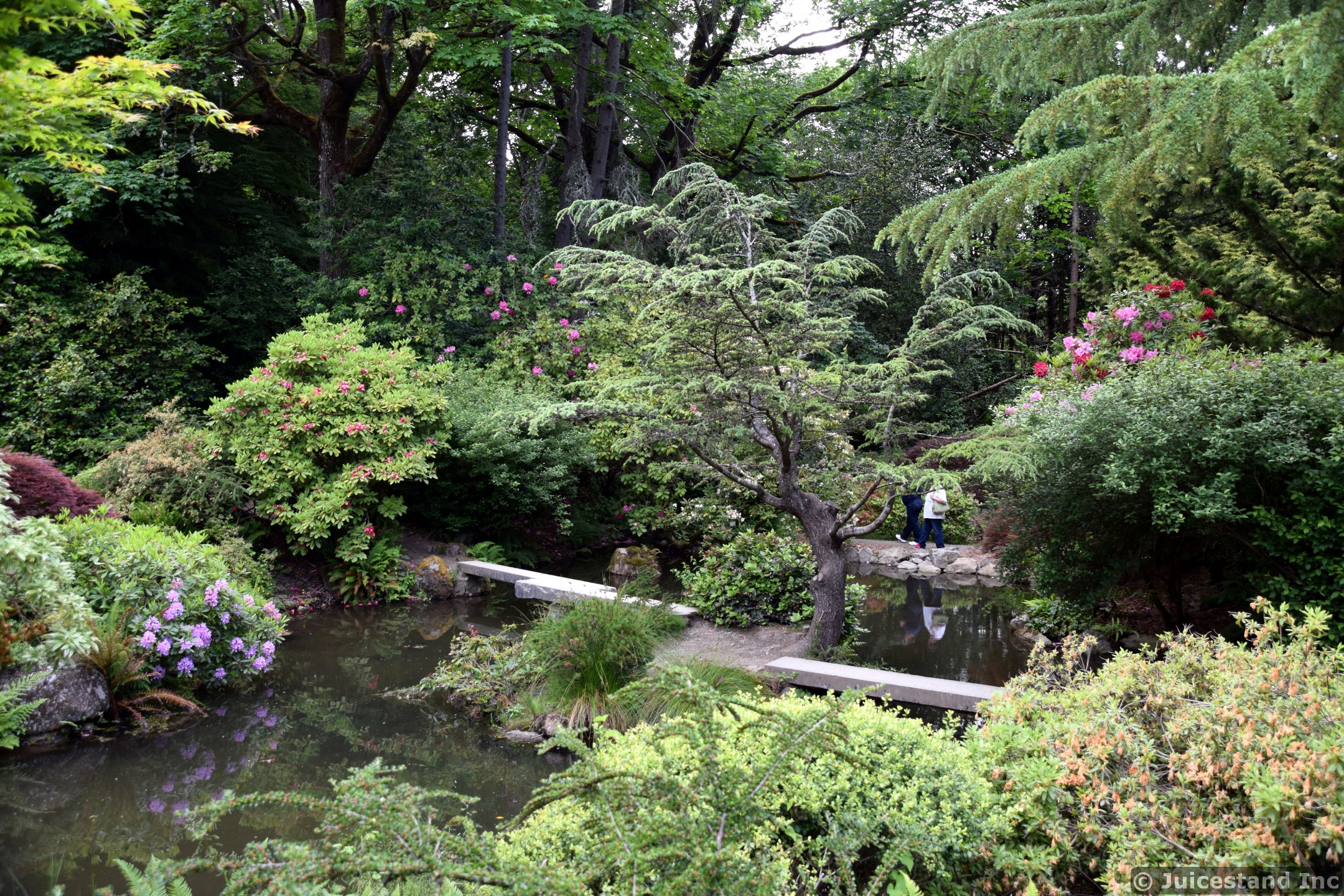 Tree and Bush-lined Pond at Kubota Garden