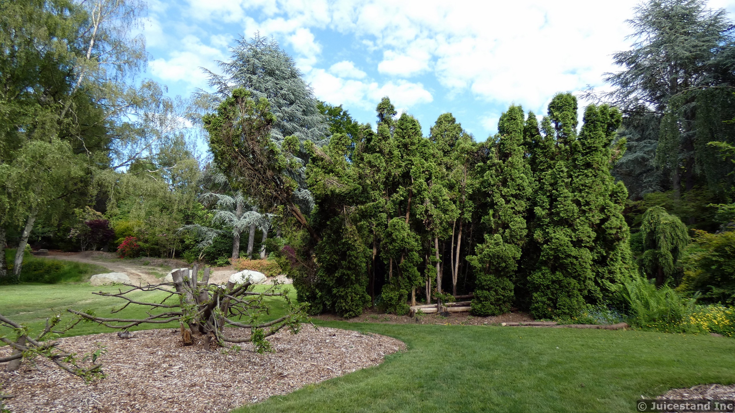 Trees next to Grassy Clearing at Kubota Garden