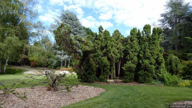 Trees next to Grassy Clearing at Kubota Garden