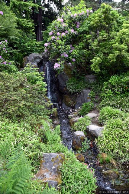 Waterfall Stream Lined by Greenery at Kubota Garden