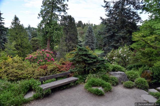 Wooden Bench Surrounded by Tall Pine Trees next to Red Flowers