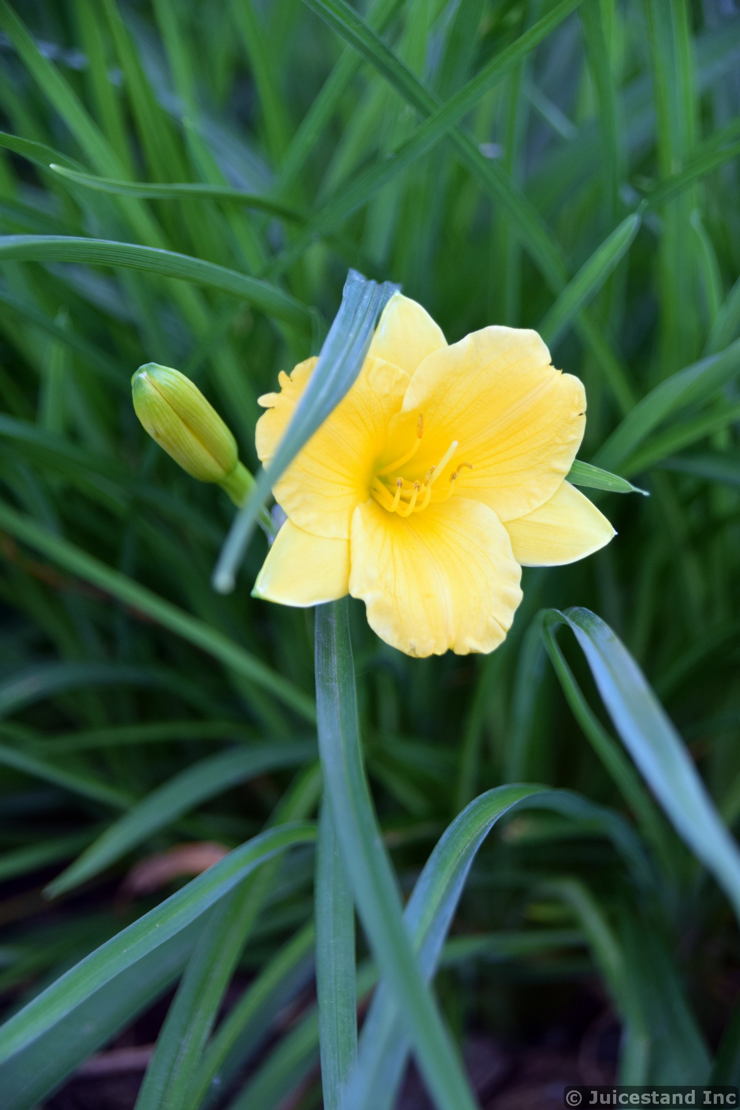 Yellow Iris Flower Close-Up