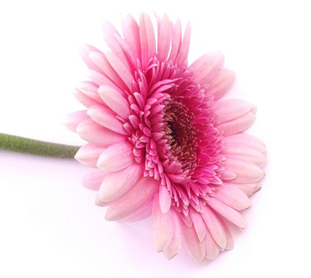 celebration flower daisy.jpg