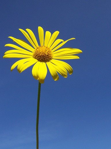 bright yellow daisy pics.jpg