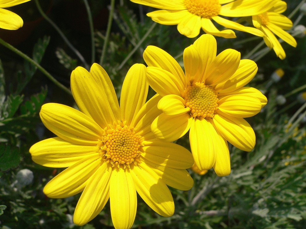 bright yellow daisy flowers.jpg