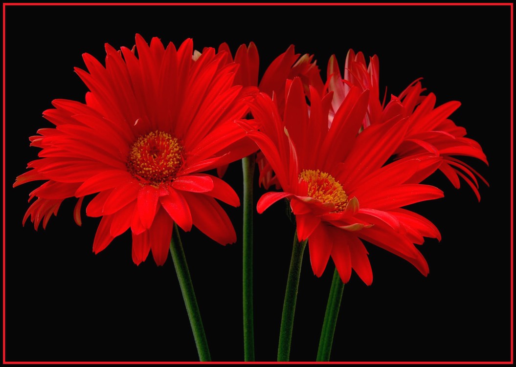 bright red daisies.jpg