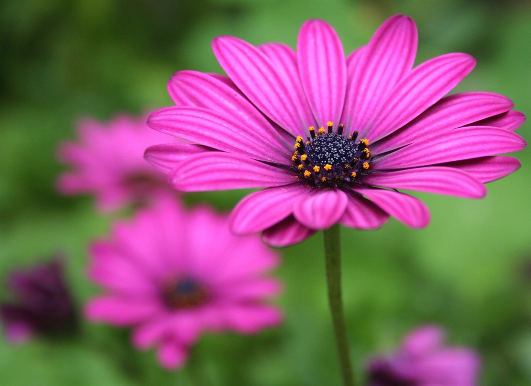 bright pink Gerbera.jpg
