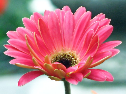 bright pink daisy picture.jpg