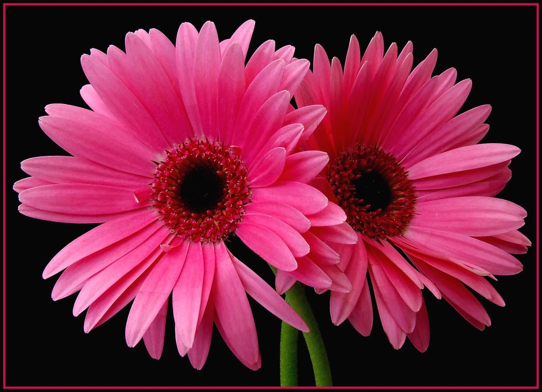 bright pink daisy flowers.jpg