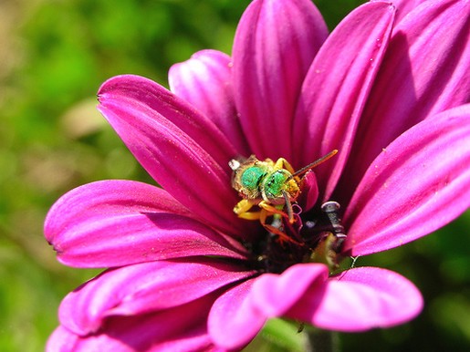 bright pink daisy flower.jpg