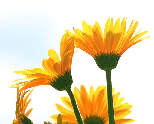 bright daisy flowers.jpg