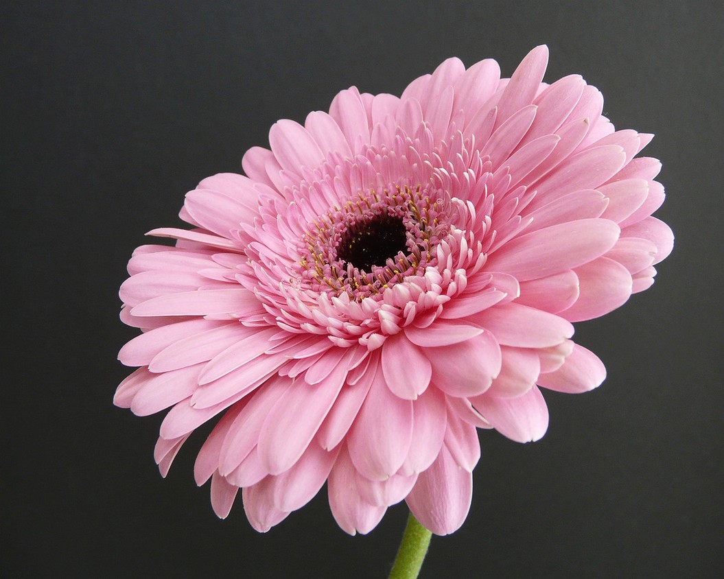 bright daisy flower with brown center.jpg