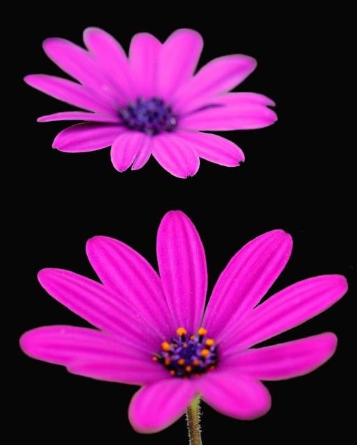 bright color daisy picture.jpg