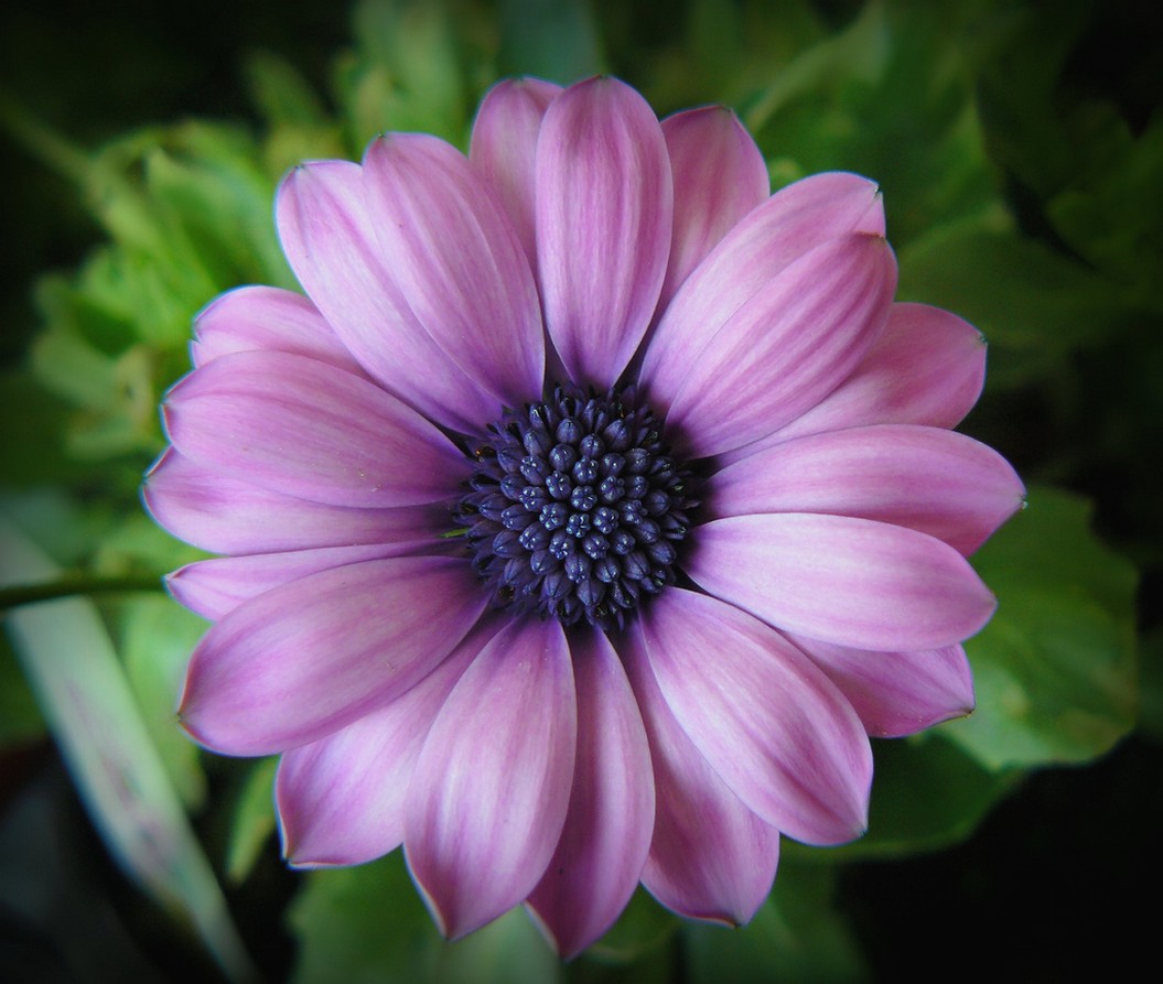 bride purple flower picture.jpg
