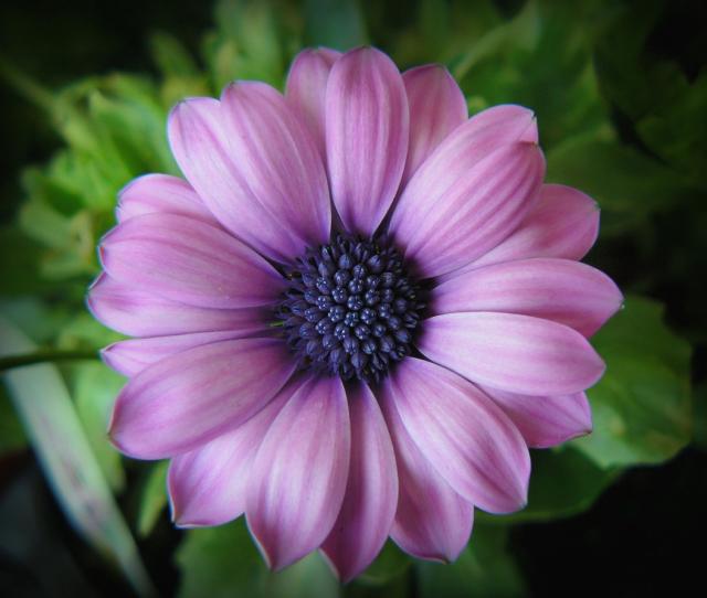bride purple flower picture.jpg