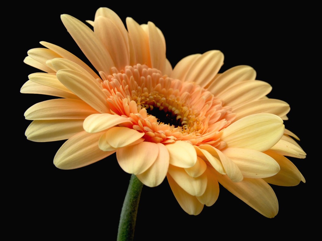 bride flower photo.jpg