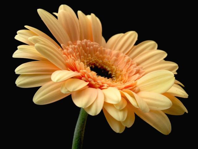 bride flower photo.jpg
