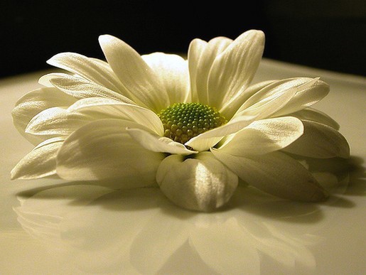 bride daisy flwoer.jpg