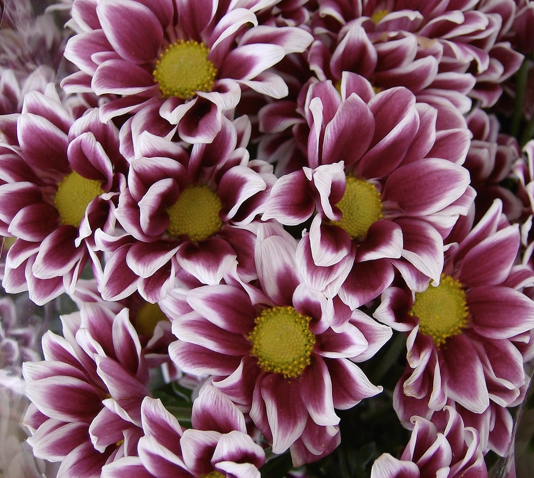 bridal bouquet with daisy flowers.jpg