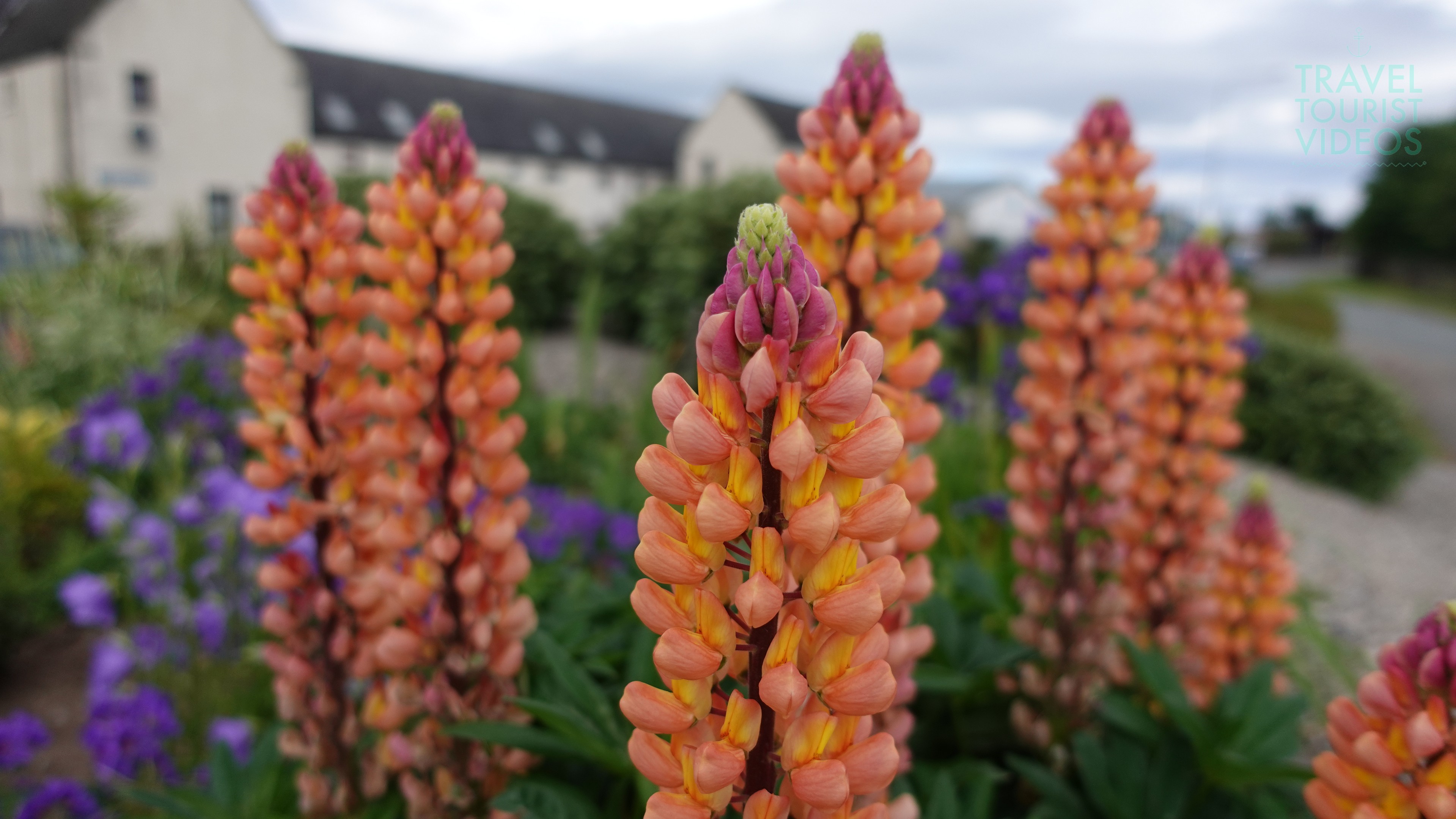 Orange Lupine Close-Up