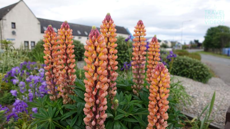 Orange Lupine flowers at Natal Garden Invergordon