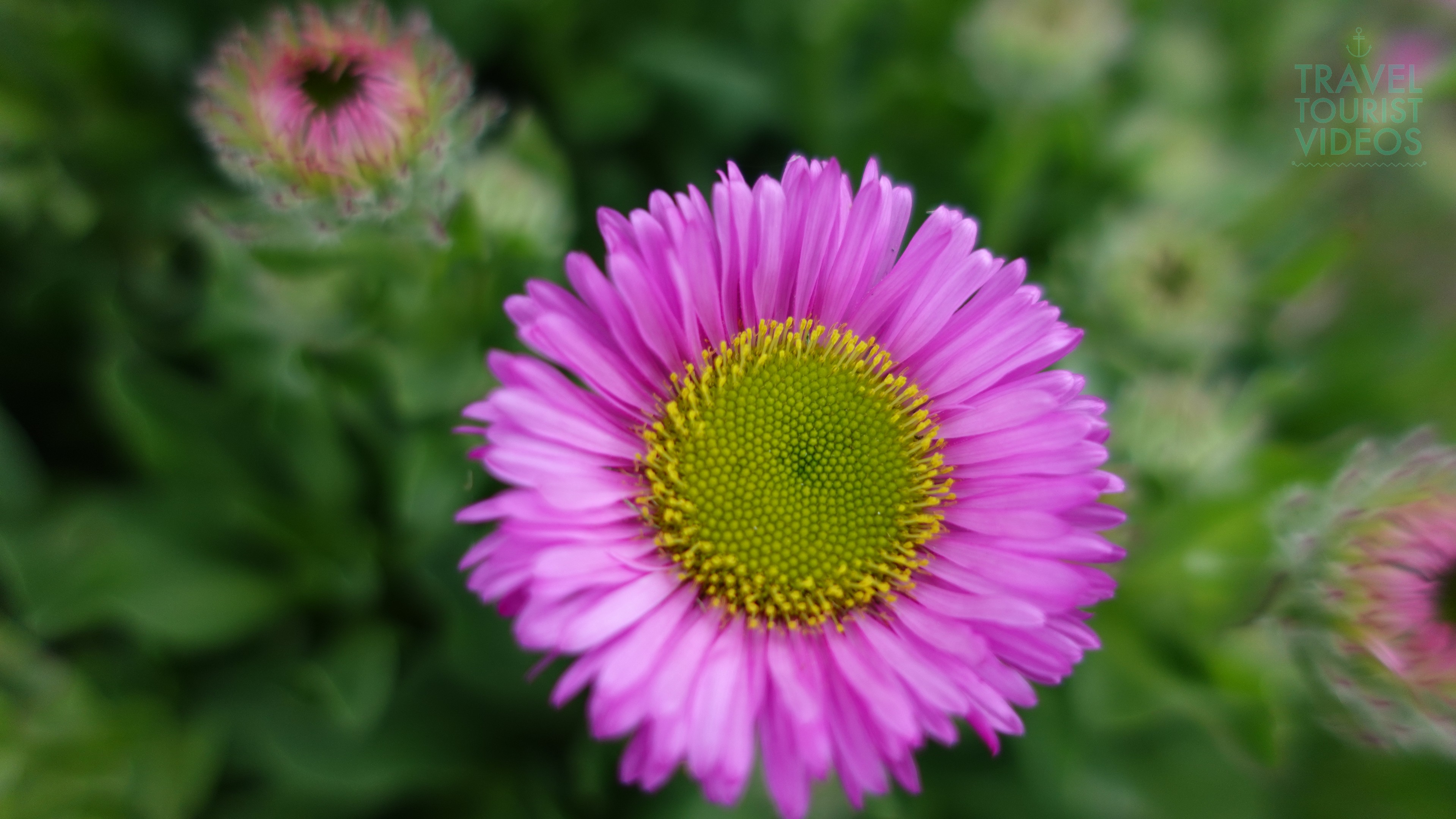 Pink Aster at Natal Garden Invergordon