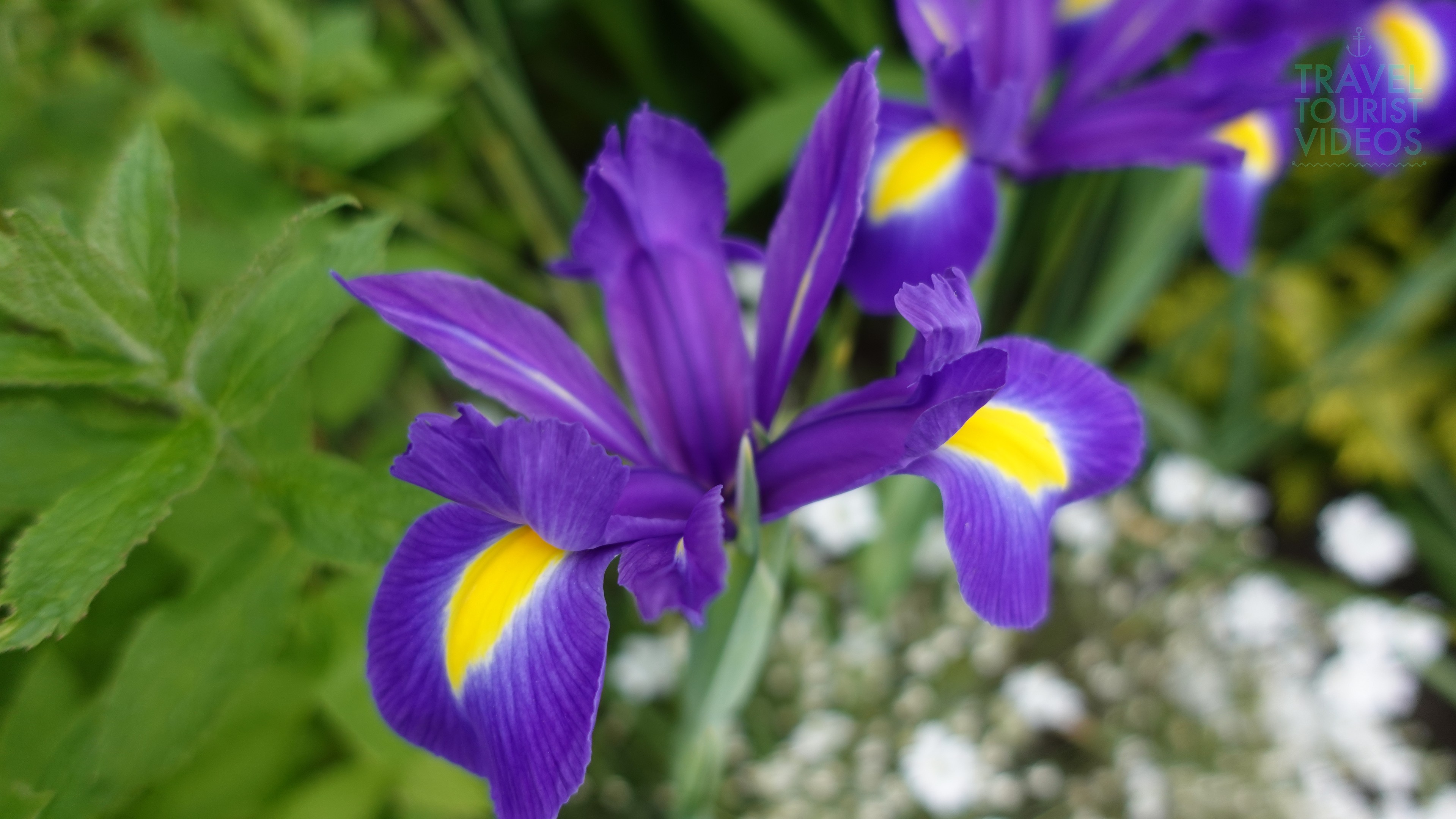 Purple & Yellow Iris at Natal Garden Invergordon