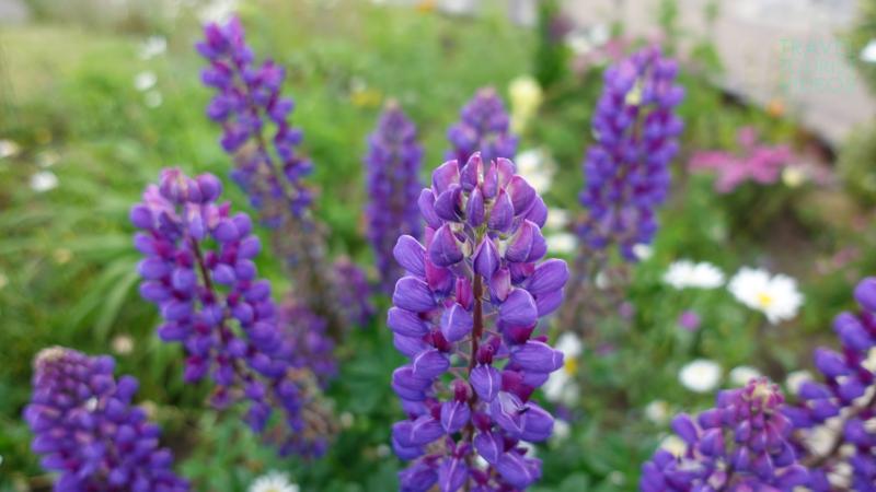 Purple Lupine Flower in Scotland