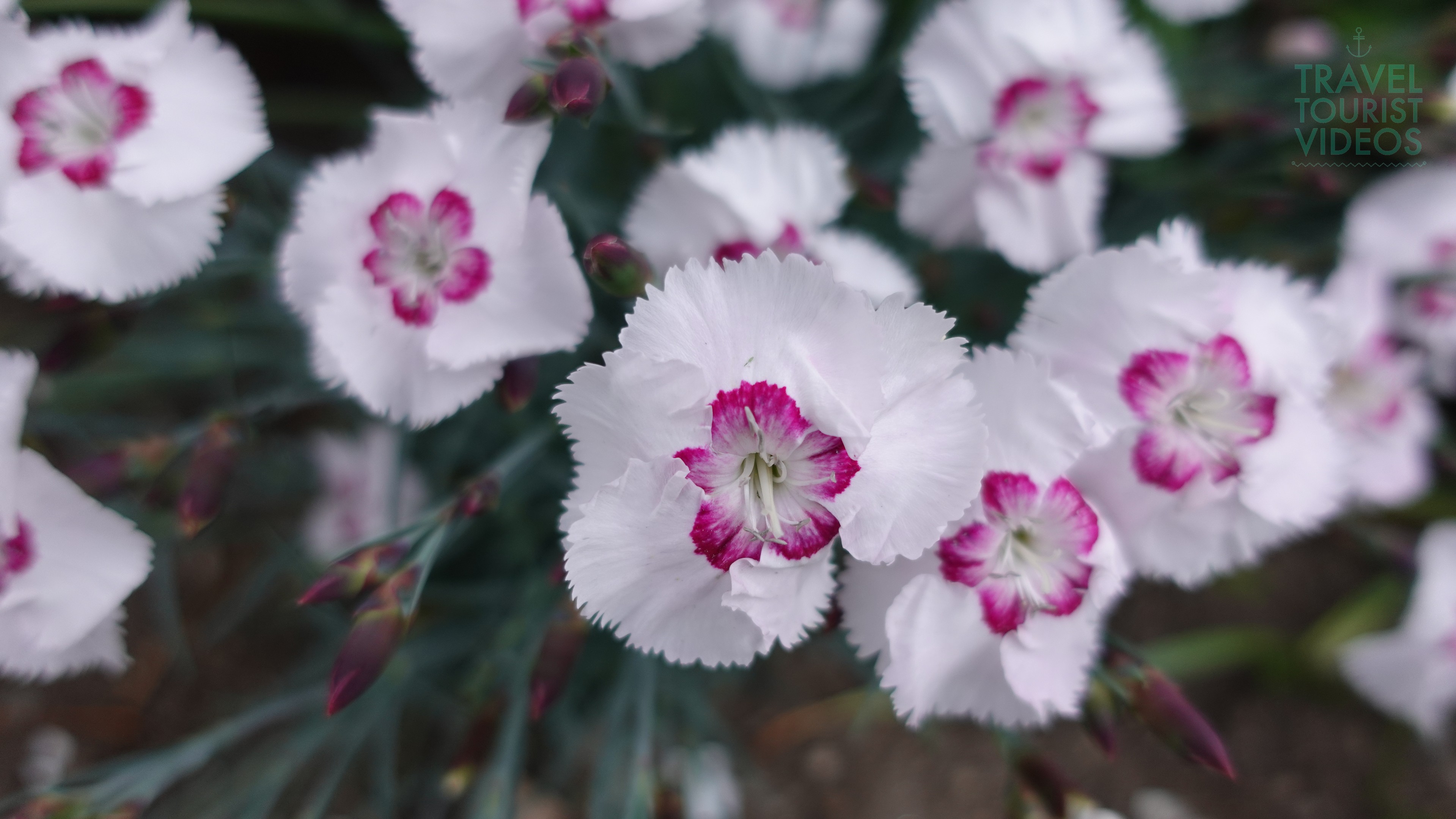 White Carnation Flowers with Magenta Center