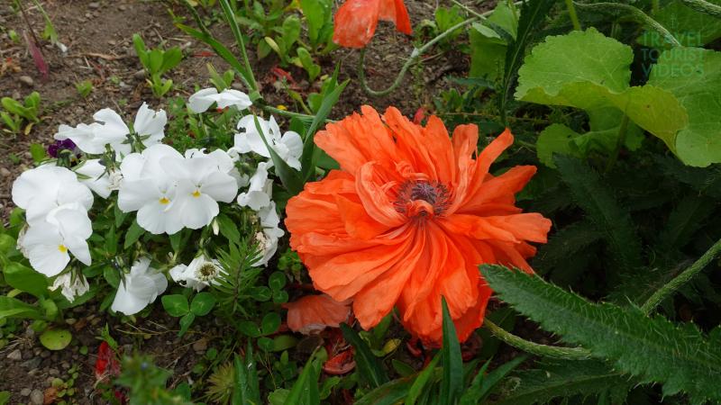 White Pansies and Oriental Orange Poppy Flower